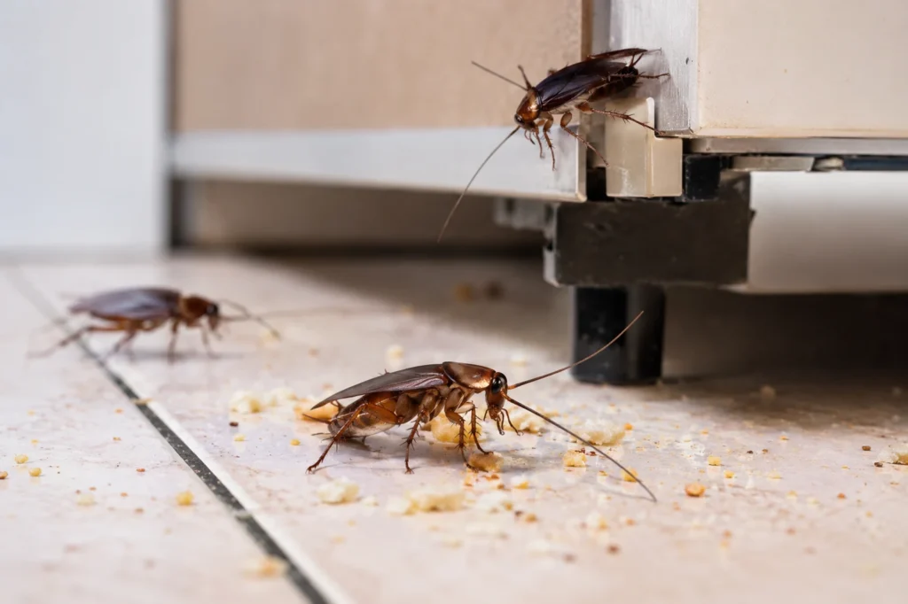 Cucarachas en casa como señal de una posible infestación